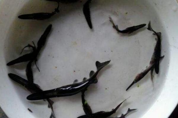 鴨嘴魚多少錢一斤？