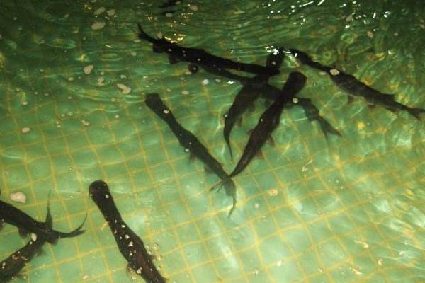 鴨嘴魚多少錢一斤？