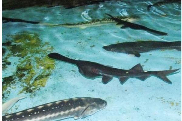 鴨嘴魚多少錢一斤？