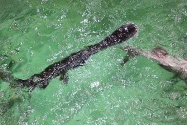 鴨嘴魚多少錢一斤？