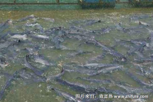 鴨嘴魚苗價(jià)格多少錢一斤？