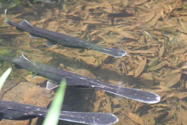 鴨嘴魚苗價格多少錢一斤?