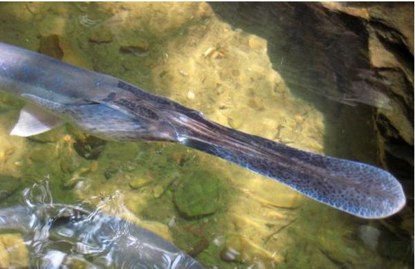 鴨嘴魚苗價格多少錢一斤?