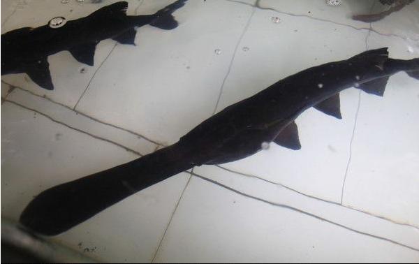 鴨嘴魚苗價格多少錢一斤?