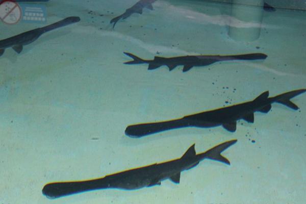 鴨嘴魚苗價格多少錢一斤?