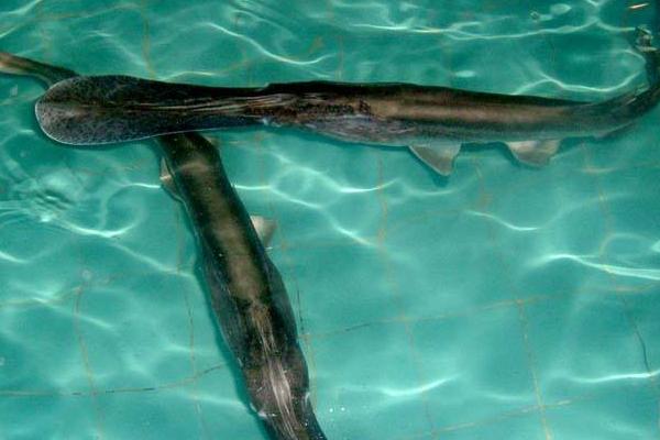 鴨嘴魚苗價格多少錢一斤?