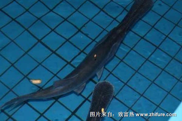 孕婦可以吃鴨嘴魚嗎？