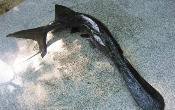 孕婦可以吃鴨嘴魚嗎?