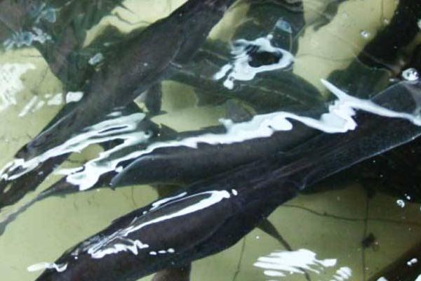 孕婦可以吃鴨嘴魚嗎?