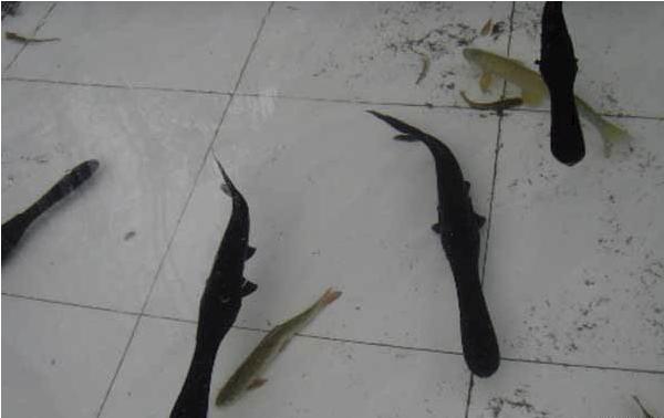 孕婦可以吃鴨嘴魚嗎?