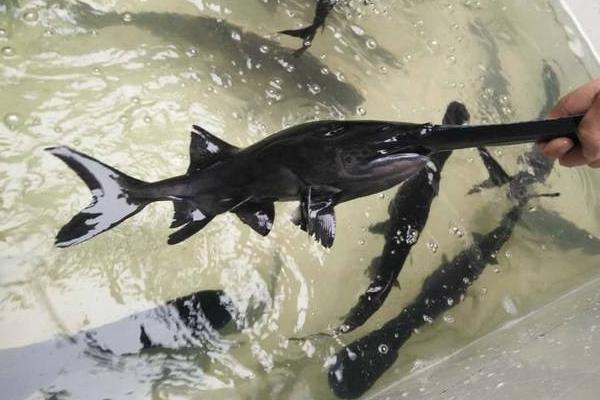 孕婦可以吃鴨嘴魚嗎?