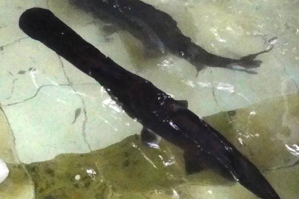 孕婦可以吃鴨嘴魚嗎?