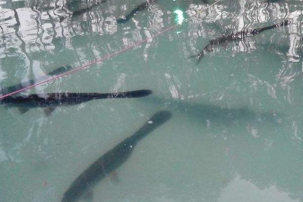 孕婦可以吃鴨嘴魚嗎?