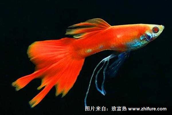 最新科學孔雀魚養殖技術
