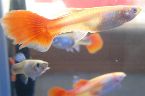 最新科學孔雀魚養殖技術