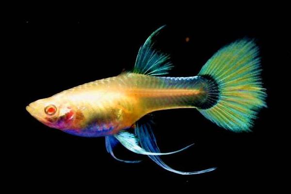 最新科學孔雀魚養殖技術