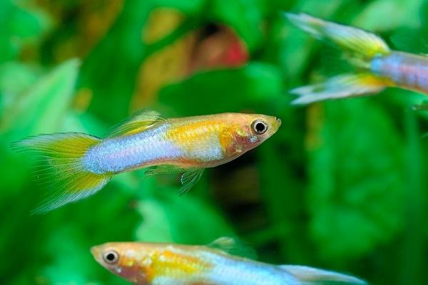 最新科學孔雀魚養殖技術