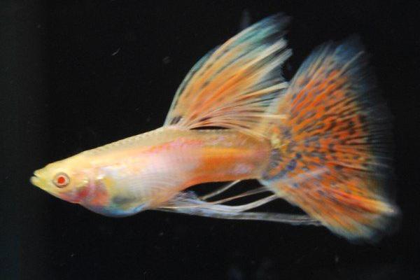 最新科學孔雀魚養殖技術