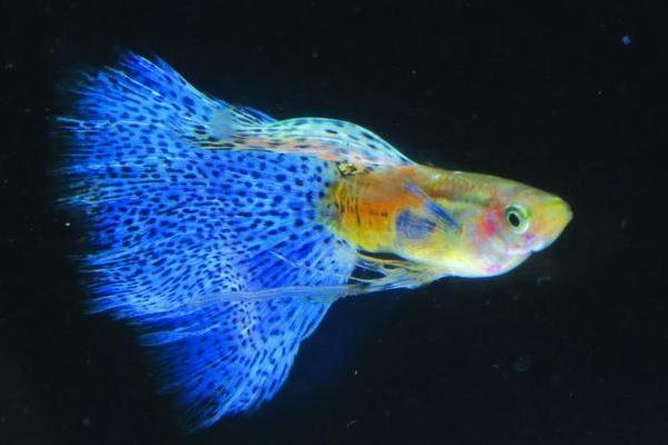 最新科學孔雀魚養殖技術
