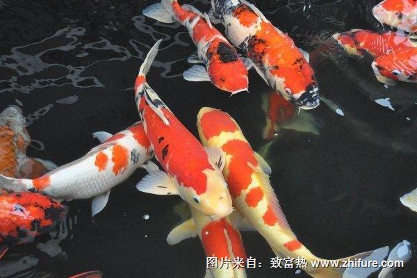 錦鯉和什么魚可以混養？
