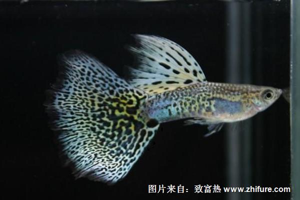 孔雀魚怎么養(yǎng)？