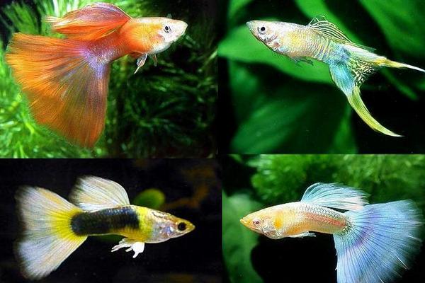 孔雀魚怎么養?