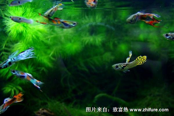 孔雀魚怎么分公母？