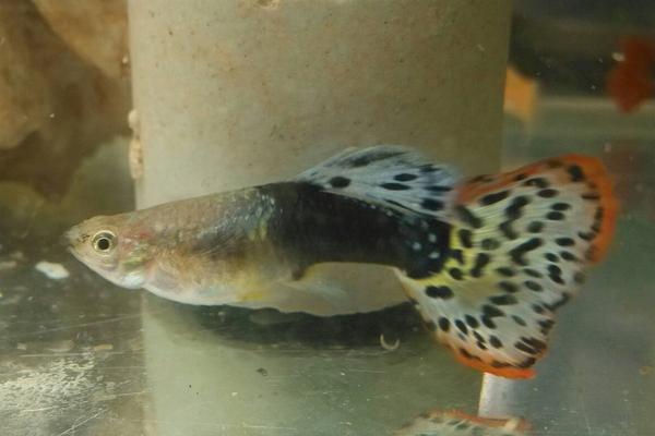 孔雀魚怎么分公母？