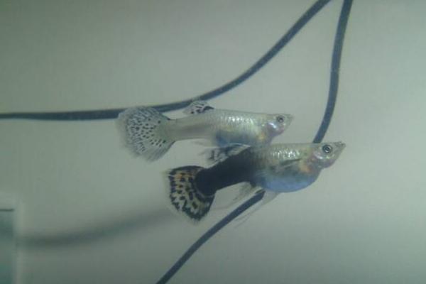 孔雀魚怎么分公母？