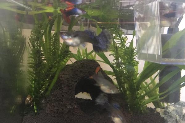 孔雀魚怎么分公母？