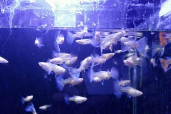 孔雀魚怎么分公母？