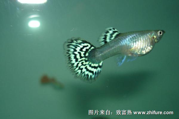 孔雀魚壽命有多長？