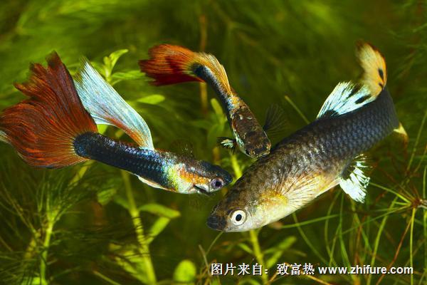 孔雀魚生小魚前兆表現