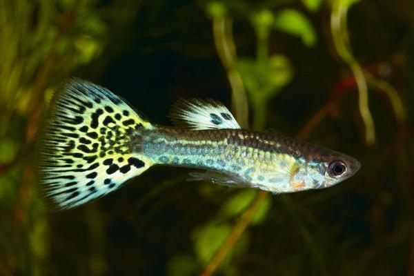 孔雀魚生小魚前兆表現