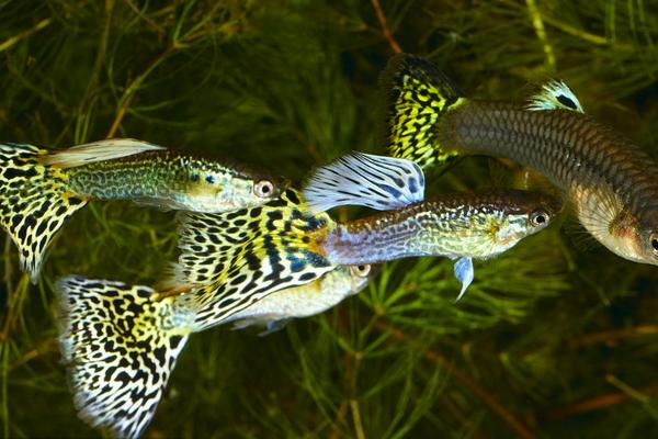 孔雀魚生小魚前兆表現