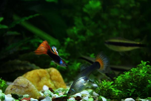 孔雀魚生小魚前兆表現