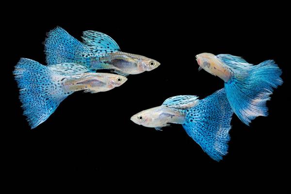 孔雀魚生小魚前兆表現