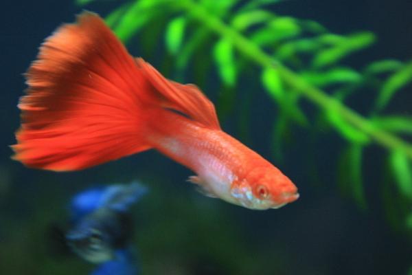 孔雀魚生小魚前兆表現