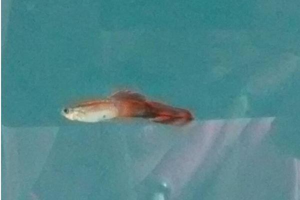 孔雀魚生小魚前兆表現