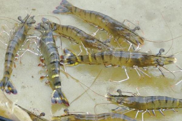 養(yǎng)蝦的利潤