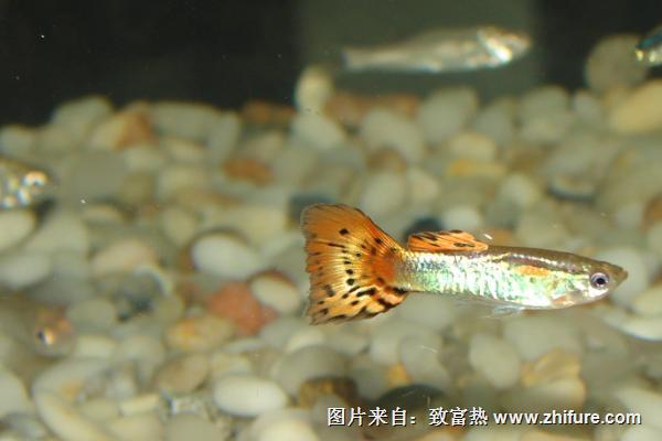 孔雀魚吃什么？