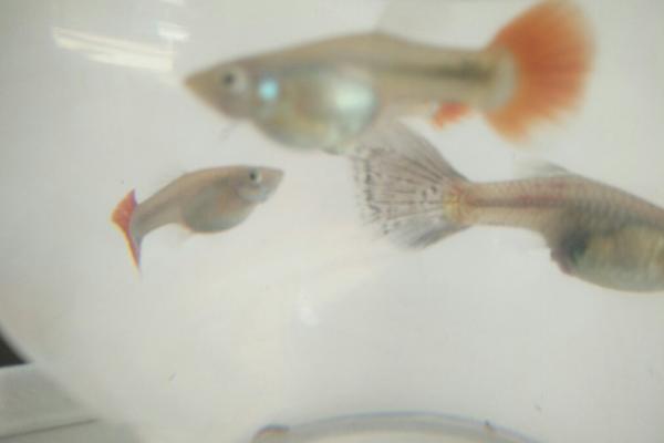 孔雀魚吃什么？