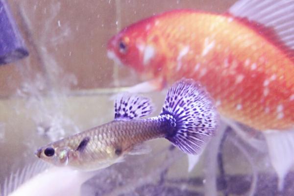 孔雀魚吃什么？