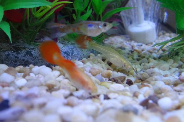 孔雀魚吃什么？