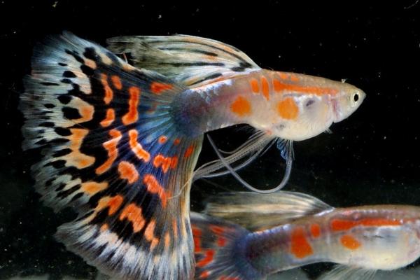 孔雀魚吃什么？