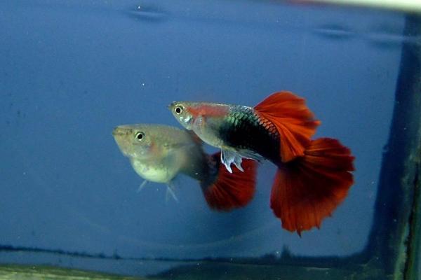 孔雀魚吃什么？