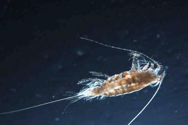 孔雀魚吃什么？