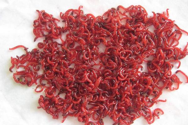 孔雀魚吃什么？