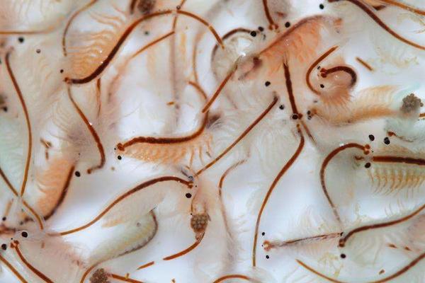 孔雀魚吃什么？