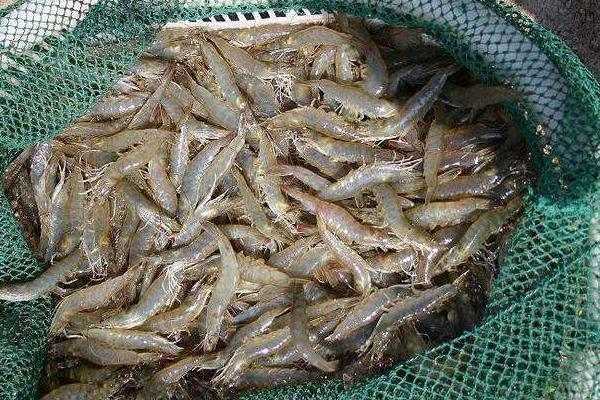 養(yǎng)蝦的利潤